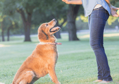Cinofilia, scopri i prossimi corsi di formazione per educatori cinofili, pet sitter e rally