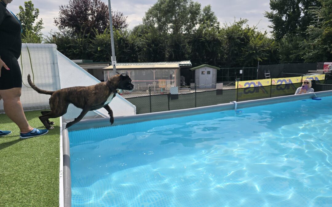 Cinofilia, giornata di festa in acqua con la Silverdog in Veneto