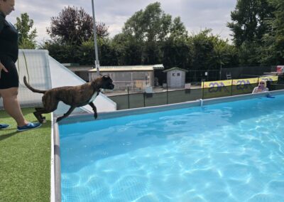 Cinofilia, giornata di festa in acqua con la Silverdog in Veneto