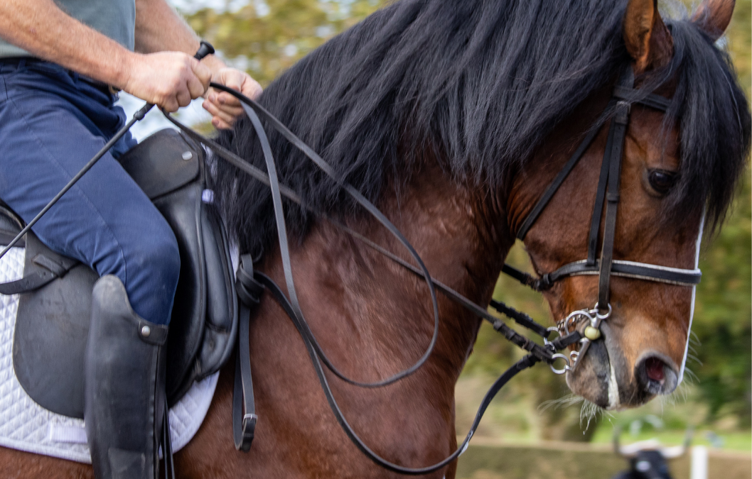 Corso di Formazione per OTB (Operatore Tecnico di base Equitazione) e Tecnico di equitazione 1° livello