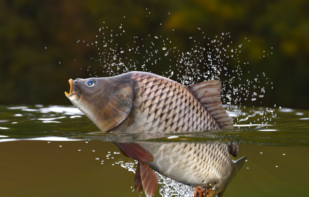Campionato Nazionale di Pesca al Colpo alla Carpa