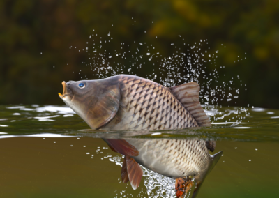 Campionato Nazionale di Pesca al Colpo alla Carpa